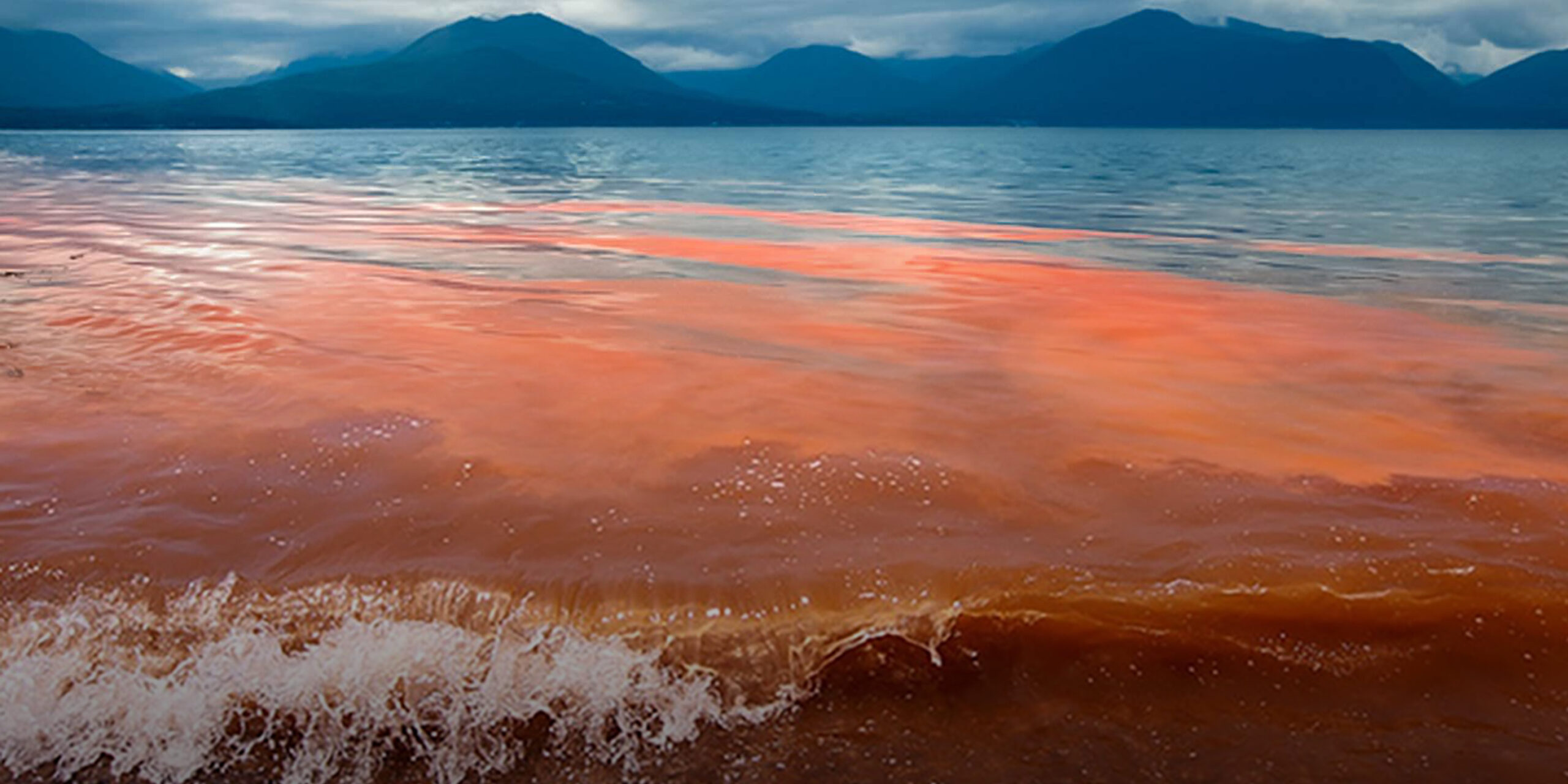 ISP refuerza llamado a prevenir intoxicaciones por marea roja